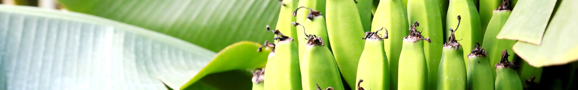 Equacacao - cacao d'Équateur - Fruits déshydratés - Banane