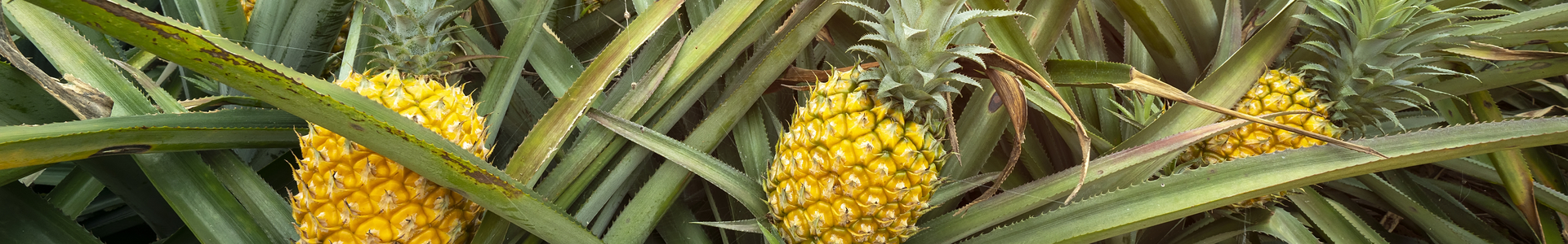 Equacacao - cacao d'Équateur - Fruits déshydratés - Ananas