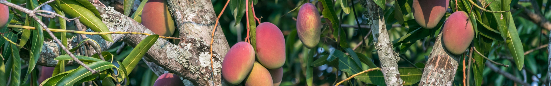 Equacacao - cacao d'Équateur - Fruits déshydratés - Mangue