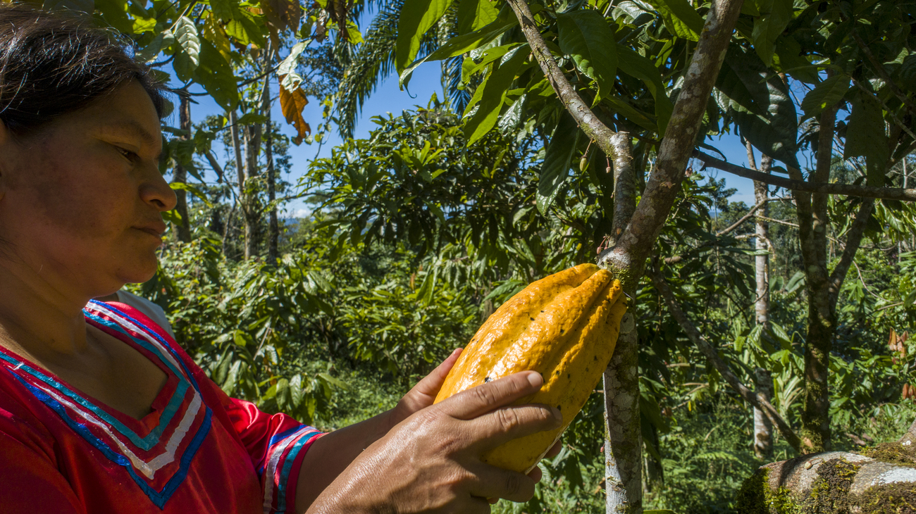 Equacacao - Femme récolte des fèves de cacao