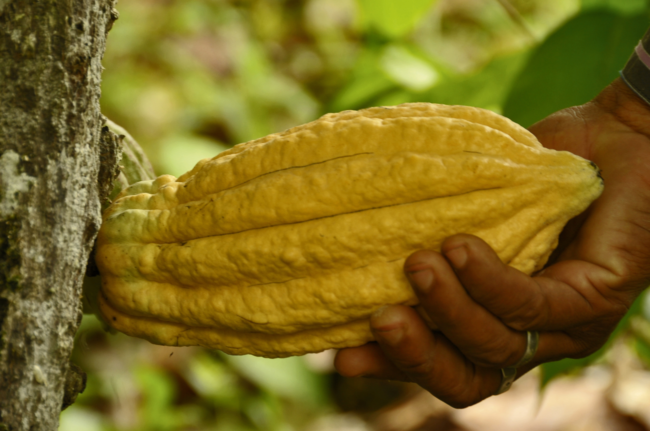 Equacacao - Main cueillant une fève de cacao Arriba