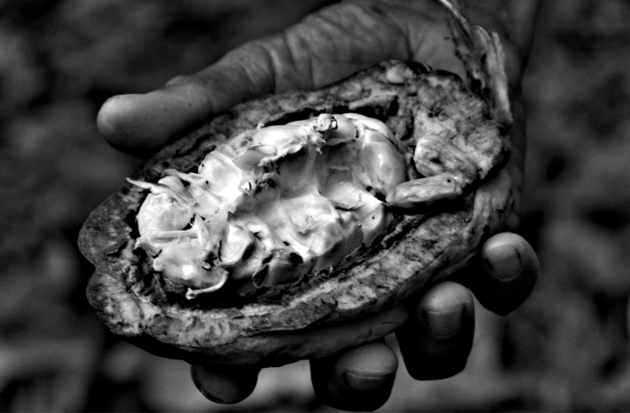 Equacacao - Mains tenant une fève de cacao Arriba bio fraiche