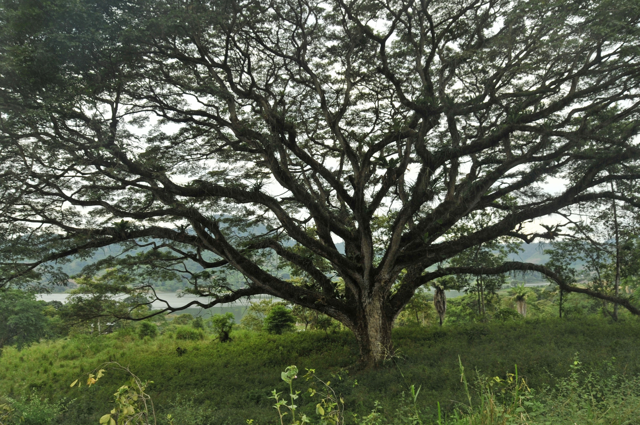 Equacacao - Chocolat cacao de couverture - Valeurs équitable arbre