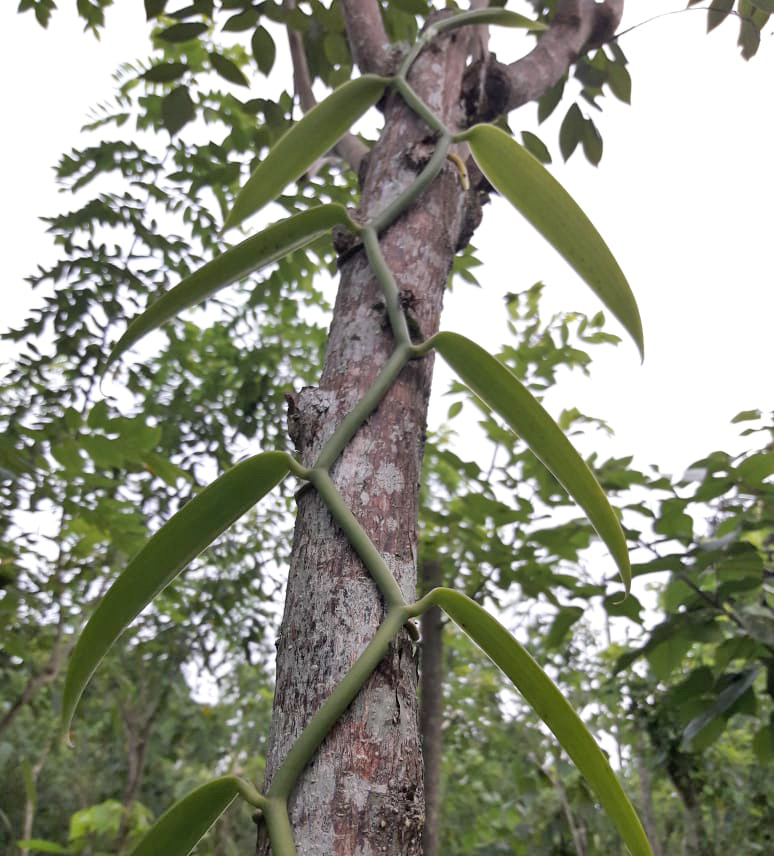 Equacacao - Cacao chocolat de couverture - Parcours liane